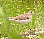 shorebird ID 1.jpg