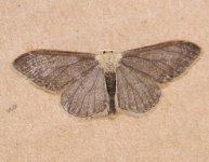 mysterymoth.JPG
