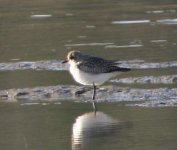 Plover.jpg