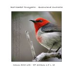 Red-headed-honeyeater.jpg