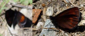 more-ringlets.jpg