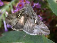 hawk moth.jpg