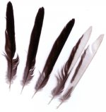 feathers.jpg