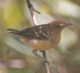 Vireo, Rio Jiboa Sep 04.JPG