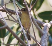 Mangrove Vireo Bah de Jiqui Oct 03.JPG