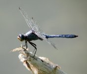 great blue skimmer.jpg