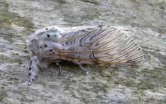 Puss Moth140504.jpg