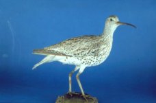 Slender-billed-Curlew.jpeg