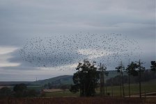 starling cloud.jpg