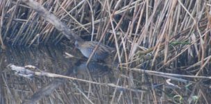 water rail.jpg