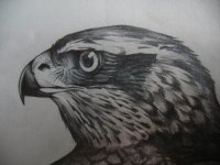 Goshawk head.jpg