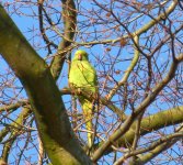 Ring-necked Parakeet.JPG