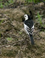 white wagtail.P5100.sw45.crop DSCN0259.jpg