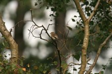 Pied-Flycatcher-Wells-30090.jpg