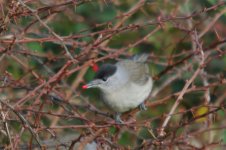 Blackcap 091_edited-copy.jpg