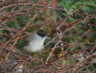 Blackcap  094_edited-copy.jpg