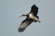 BlackStork2.JPG