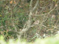 Isles of Scilly St Mary Barred Warbler 1.jpg