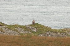 White-tailed Sea eagle.jpg