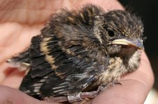 Pied Flycatcher chick2.jpg