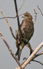 black kite.P5100 DSCN5212.jpg