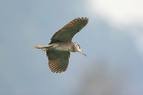 night heron.jpg