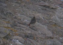 Black Redstart Girdle Ness 191007a.jpg