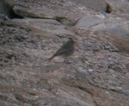 Black Redstart Girdle Ness 191007b.jpg