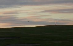 Short eared Owl Girdle Ness 191007a.jpg