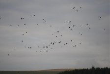 lapwing.jpg