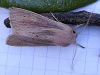 Large Wainscot 19 Oct.jpg