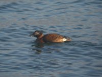 LongtailedDuck GirdleNess 201007b.jpg