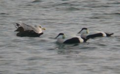 Borealis Eider Girdle Ness 201007c.jpg