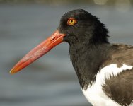 87297922.nRGJjOSM.american_oystercatcher_SCO6651.jpg