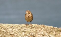 Meadow Pipit.JPG