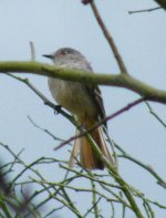 Rufous-tailed Tyrant DSCF6207.jpg