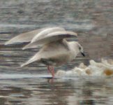 Iceland_Gull_11.jpg