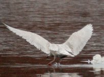 Iceland_Gull_10a.jpg