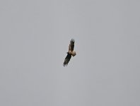 WHITE TAILED EAGLE JUV IN HANTS_filtered 2.jpg