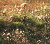 Lapland-Bunting-Salthouse-0.jpg