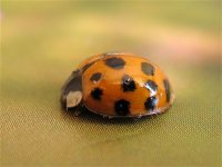 harlequin_ladybird_succinea_4oct07_800l_20.jpg