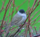 Blackcap 010_edited.jpg