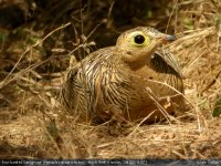 four-banded sandgrouse.jpg