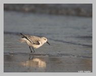 sanderling1.jpg