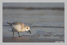 sanderling4.jpg