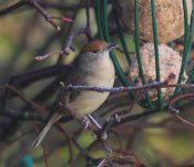 Blackcap 052_edited-copy.jpg