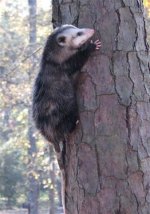 possum.JPG