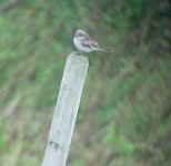 Woodchat Shrike.jpg