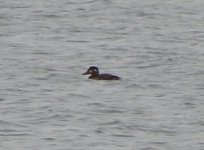 Surf Scoter.jpg