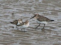 little stints with dunlin.jpg